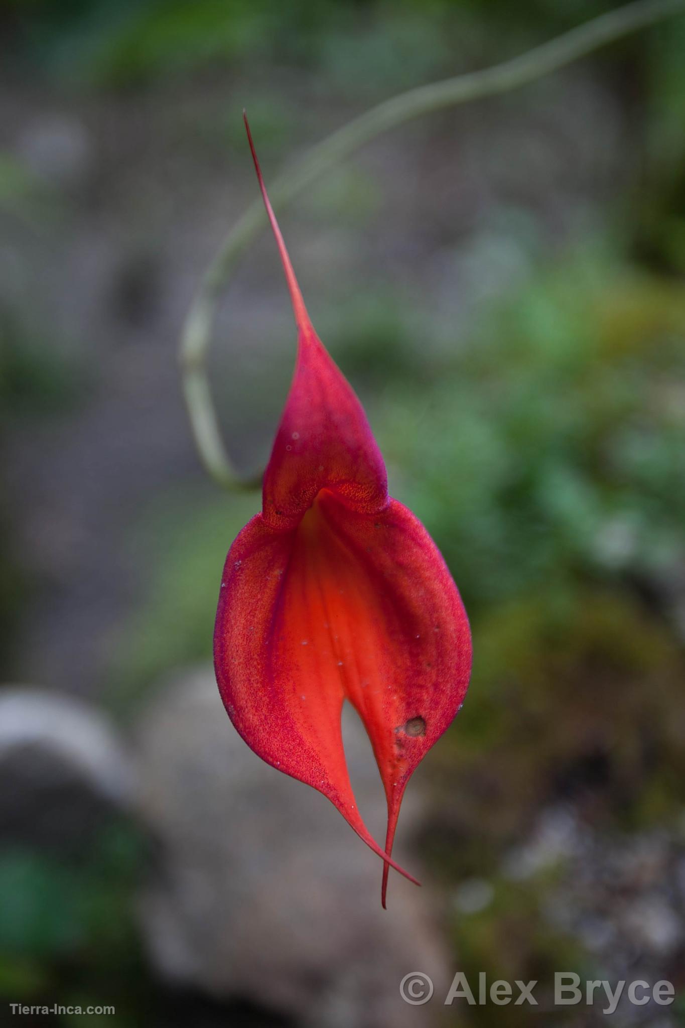 Orqudea Masdevallia Veitchiana