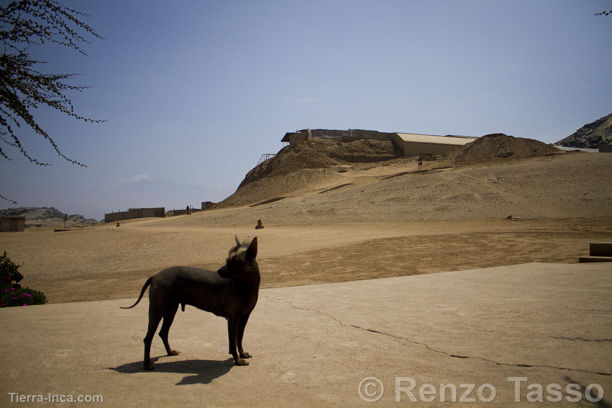 Perro peruano