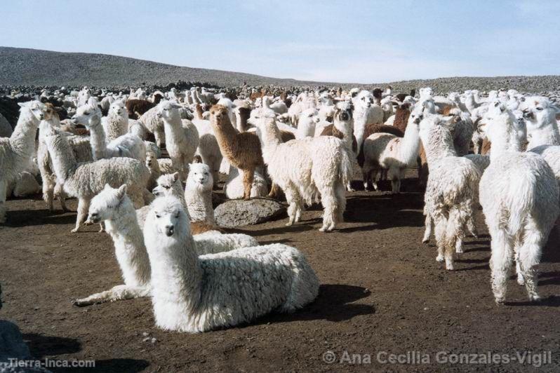 Rebao de alpacas