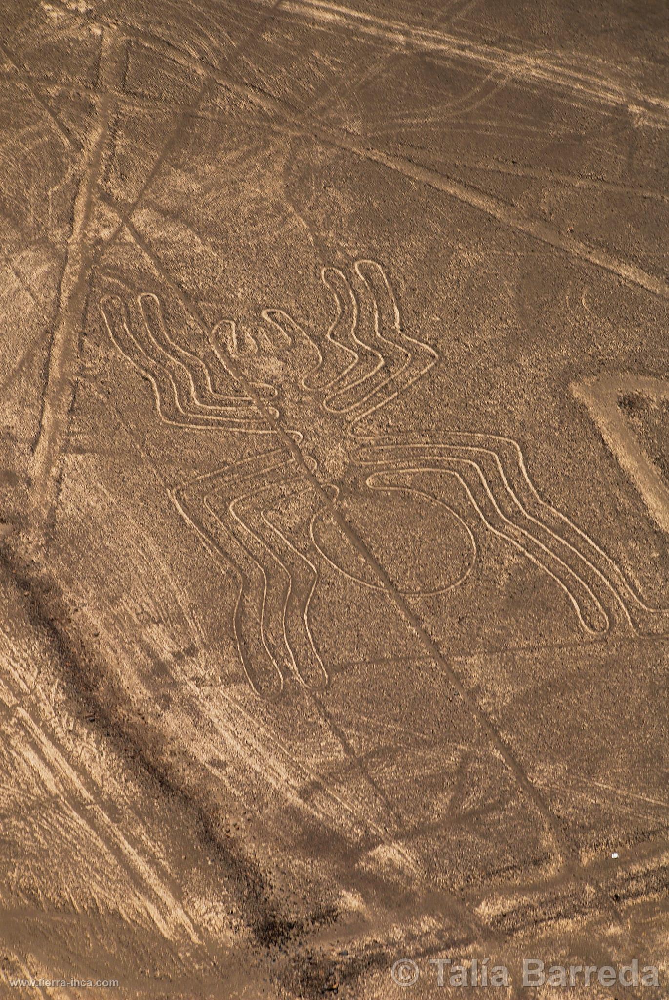 Lneas de Nazca