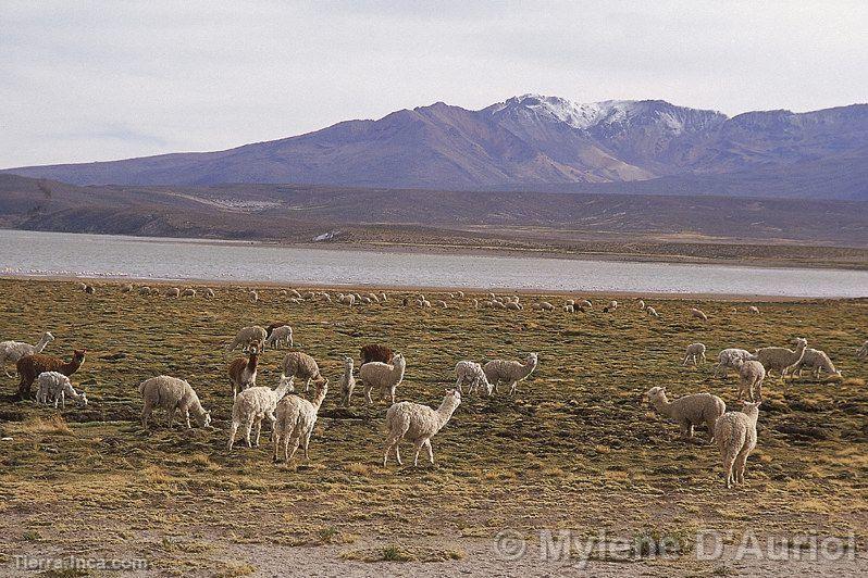 Alpacas en la laguna de Lariscota