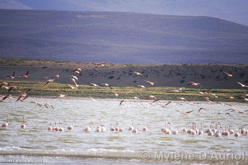 Flamencos en la laguna de Lariscota