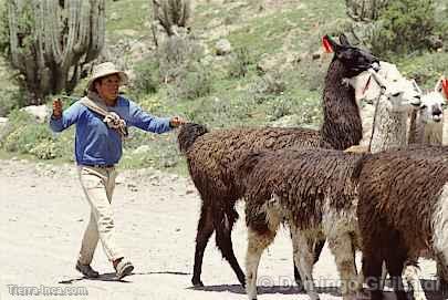 Nio pastor, Colca