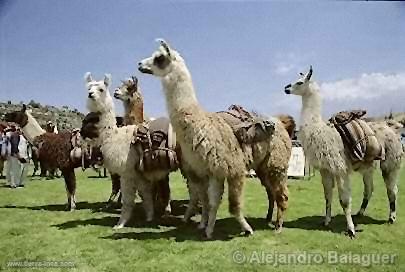 Llamas, Colca