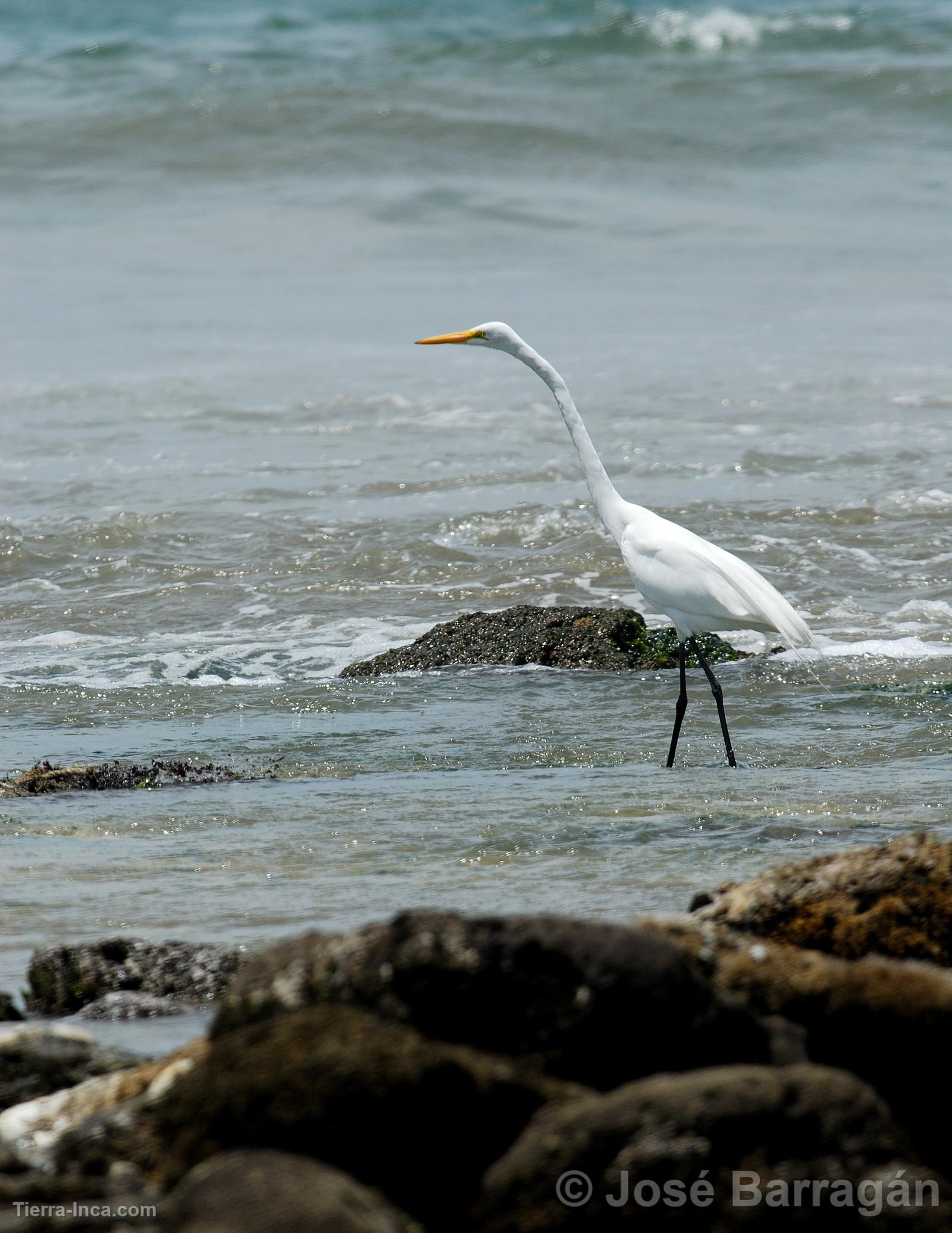 Garza blanca en Mncora