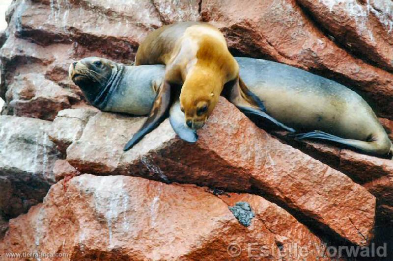 Islas Ballestas, Paracas