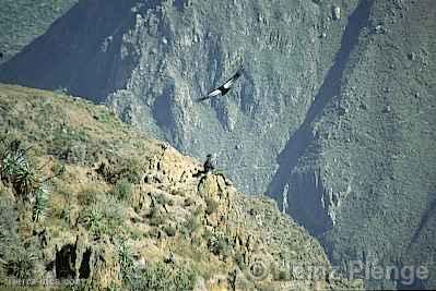 Mirador de Cndores, Colca