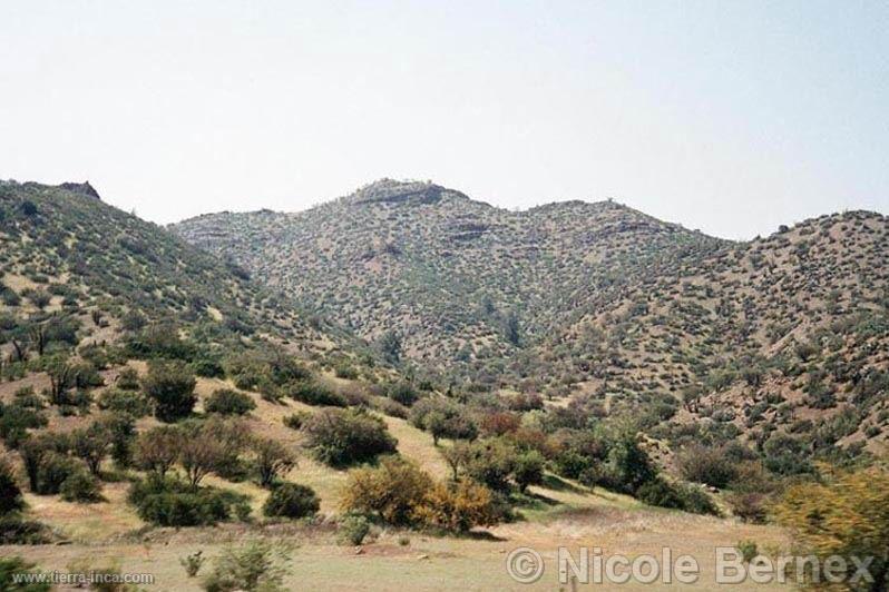 Valle de La Leche, bosque seco