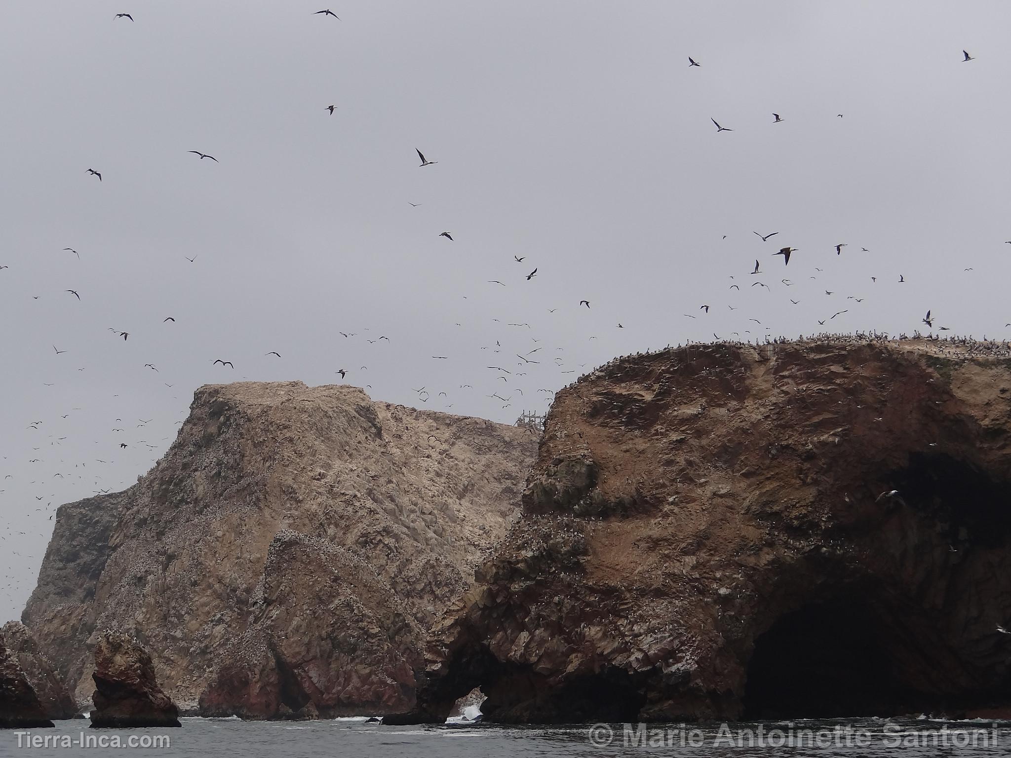 Islas Ballestas, Paracas