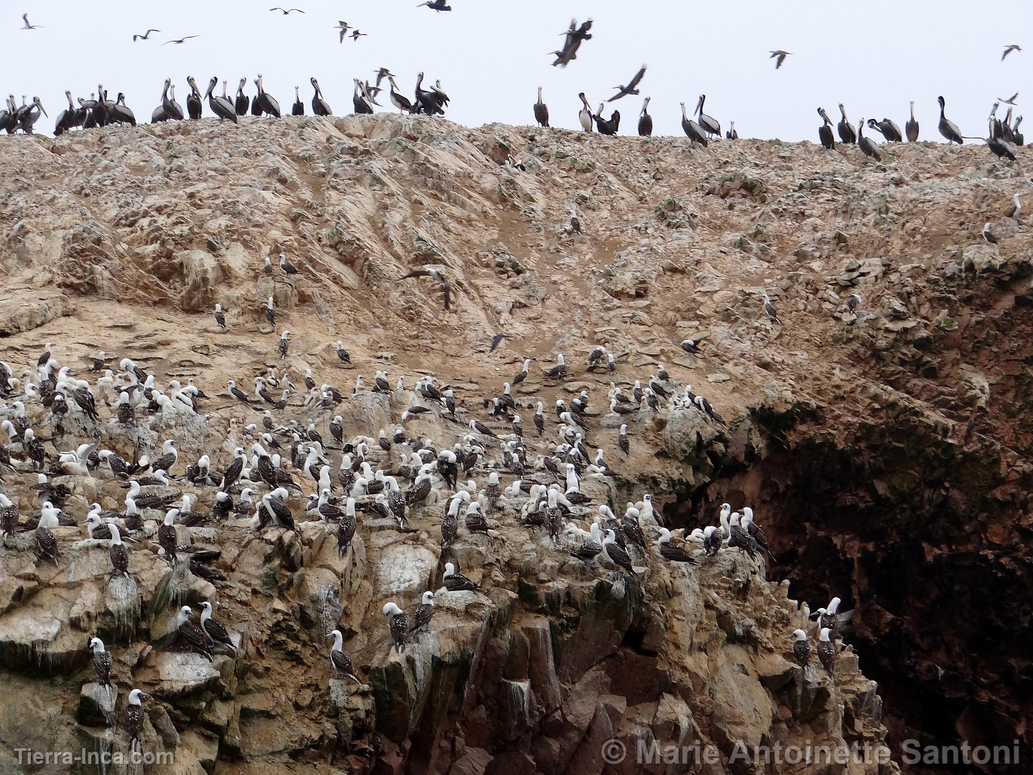 Islas Ballestas, Paracas