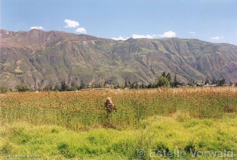 Cordillera Negra