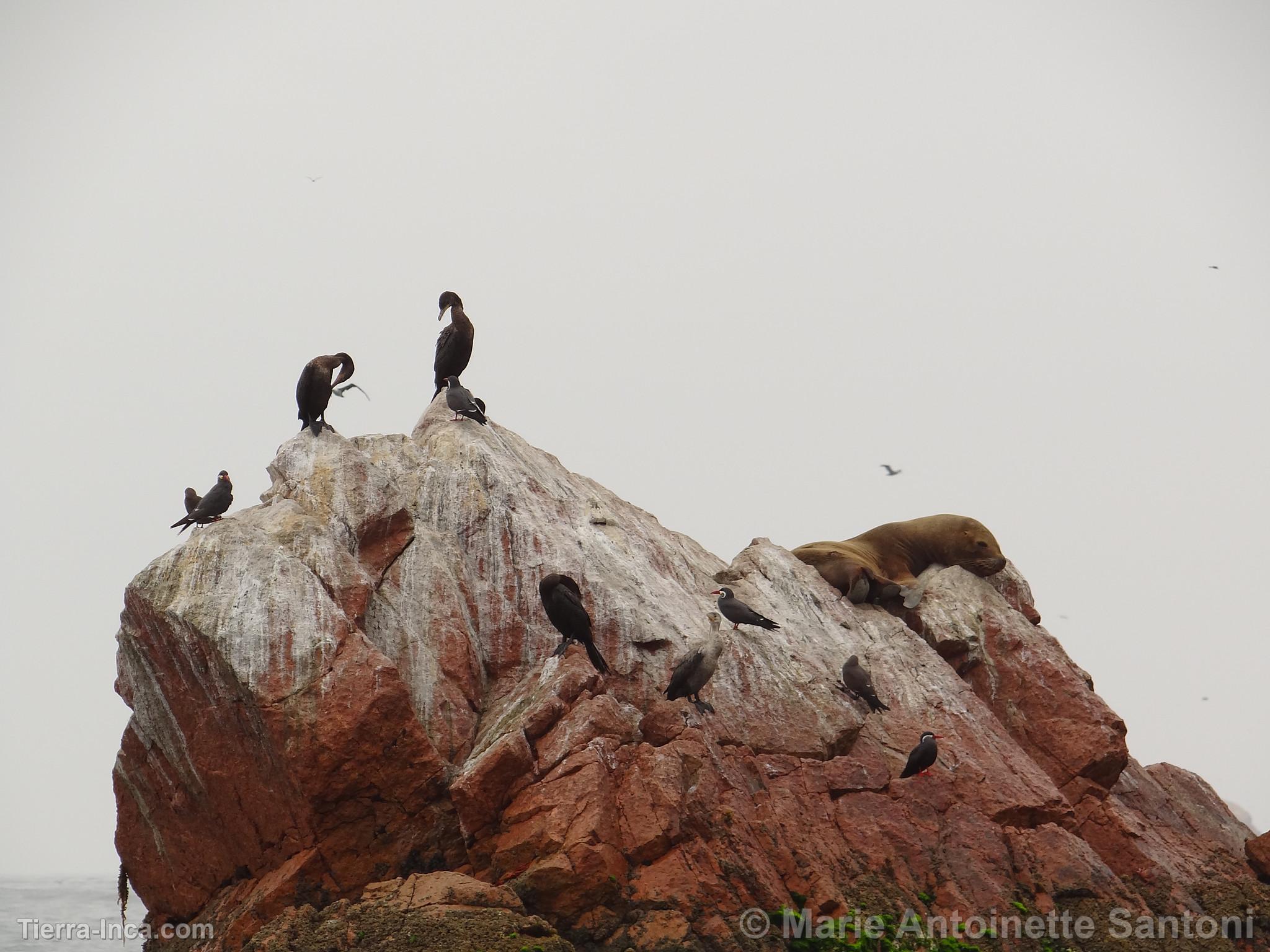 Islas Ballestas, Paracas