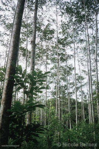 Plantacin de marupa en Genaro Herrera