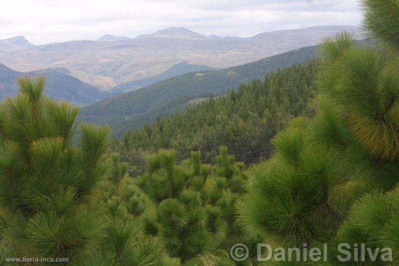 Pinos en Porcn