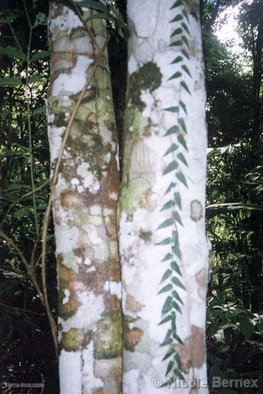 Simbiosis de vida. Helecho y hongos en un tronco de árbol