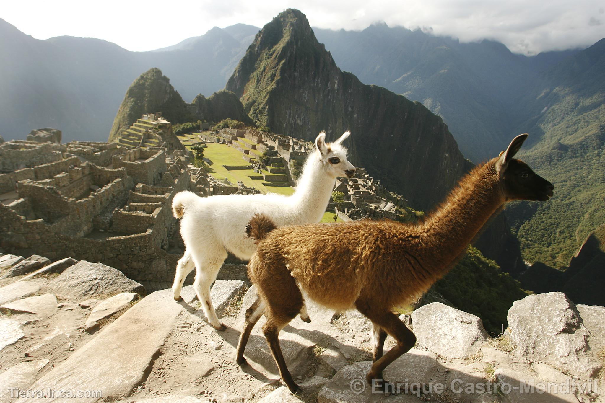 Llamas en Machu Picchu