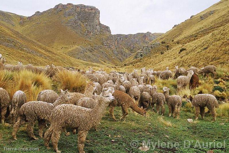 Rebao de alpacas