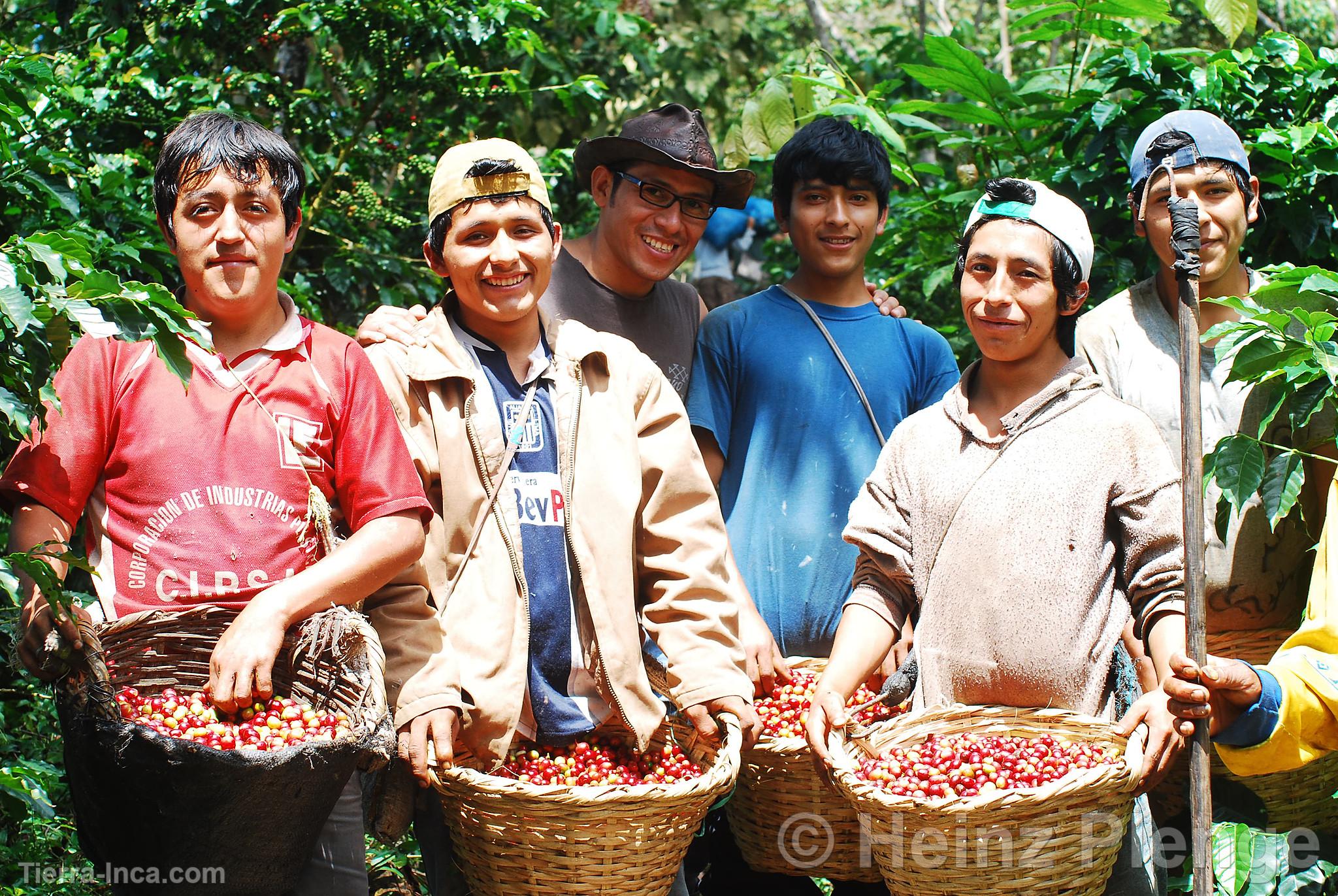 Cosecha de caf orgnico