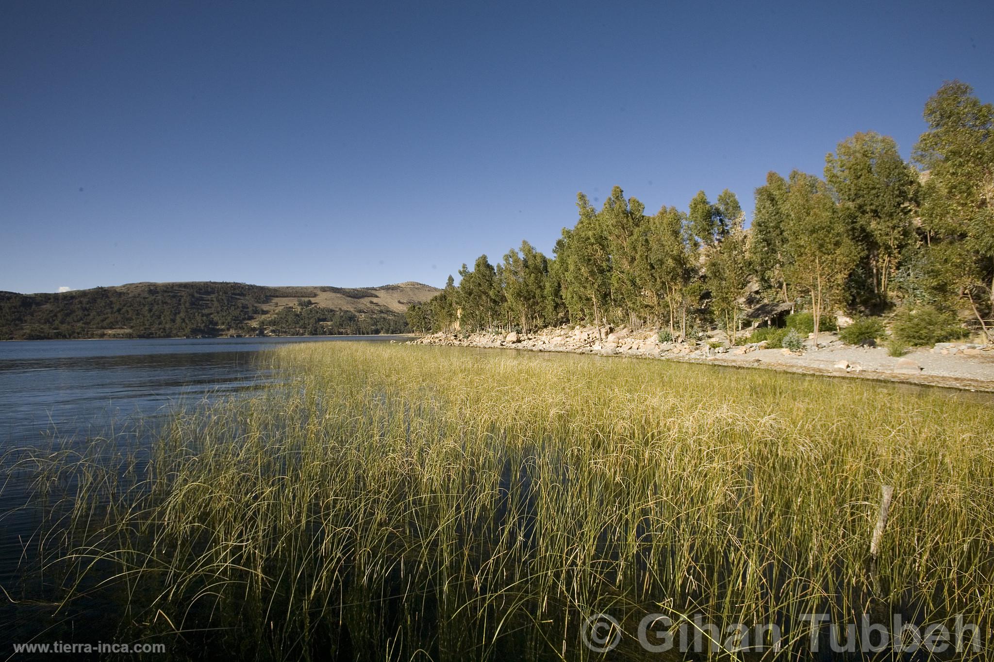 Isla Suasi