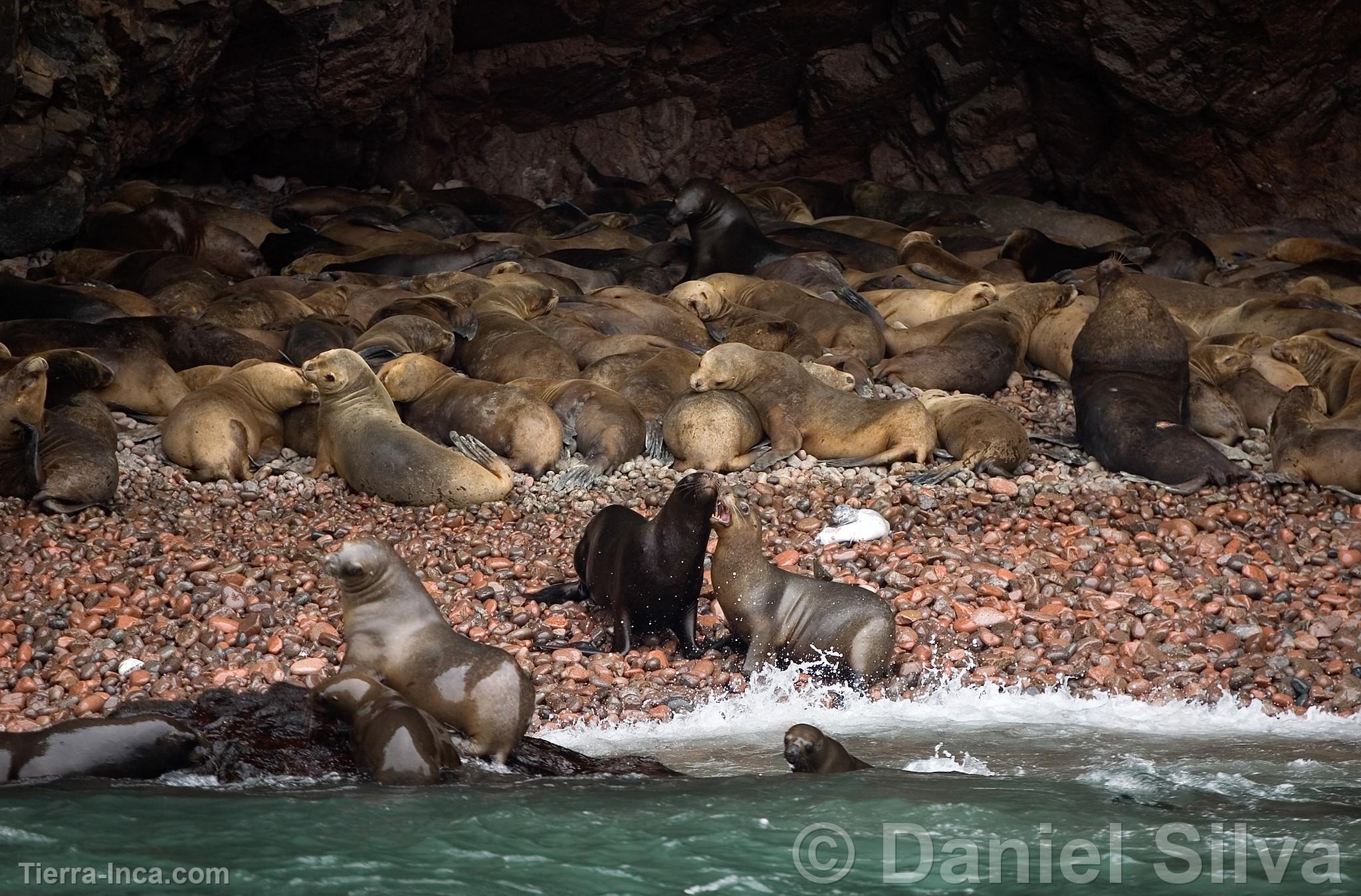 Lobos marinos