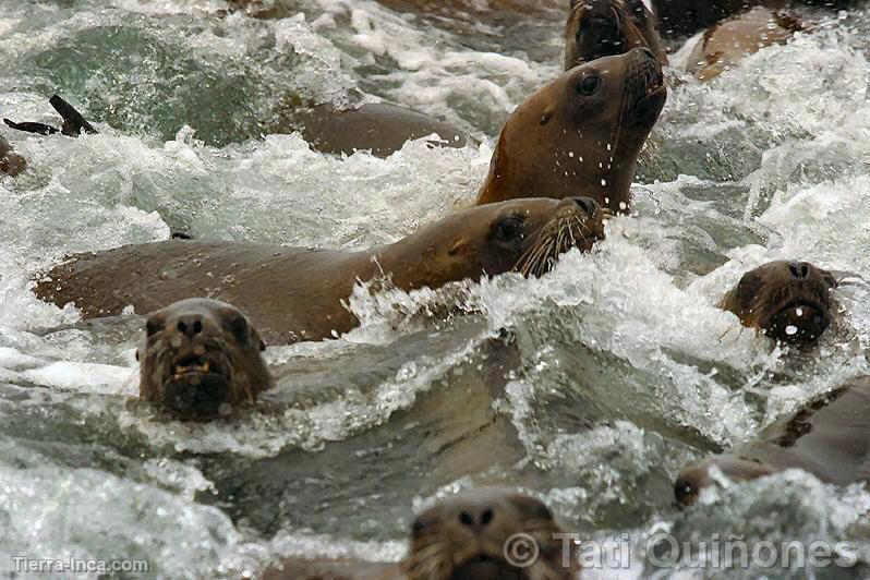 Lobos marinos, Callao