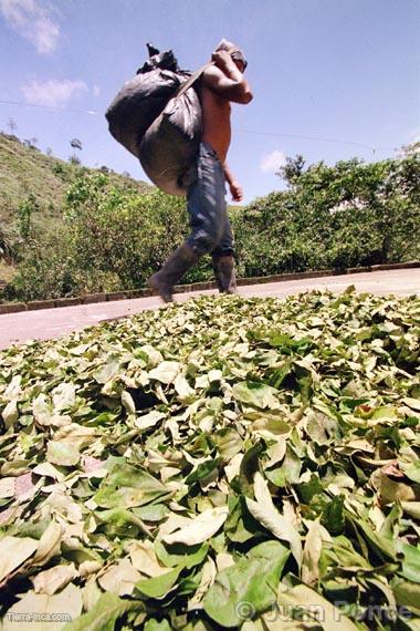 Hojas de coca, Tingo María