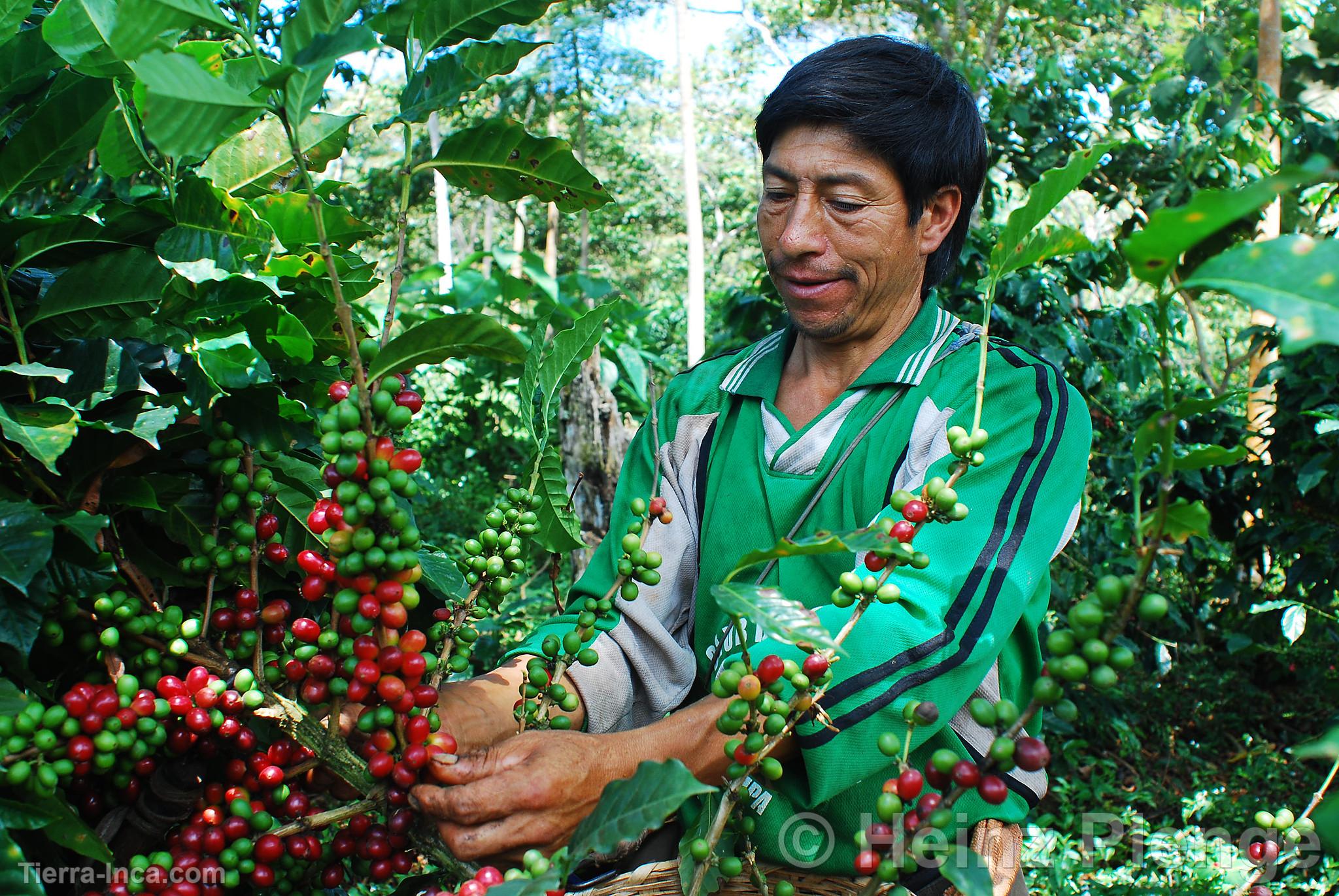 Cosecha de caf orgnico