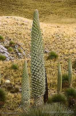 Puya Raimondi