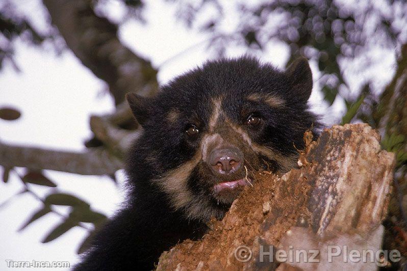 Oso de anteojos