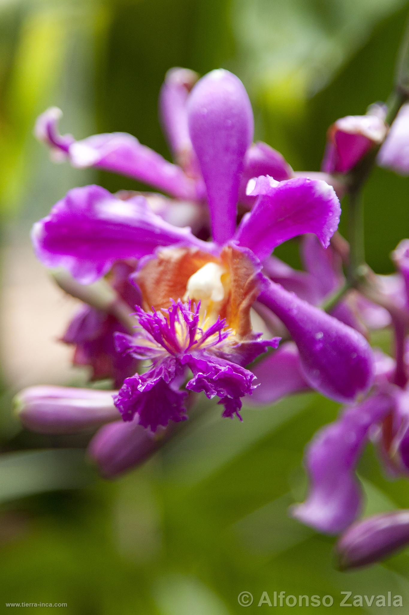 Orqudea en Machu Picchu