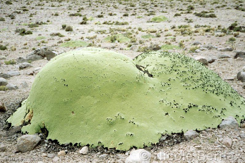 Yareta, al pie del Tixani