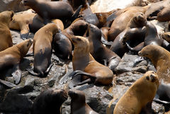 Islas Palomino, Callao