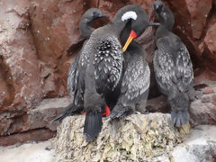 Islas Ballestas, Paracas