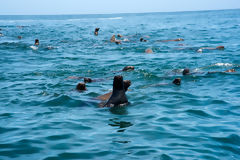 Lobos marinos en las Islas Palomino, Callao