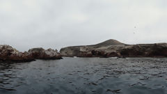 Islas Ballestas, Paracas