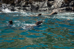 Lobos marinos en las Islas Palomino, Callao