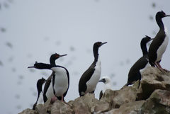 Guanayes en la Reserva Nacional de Paracas