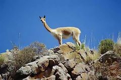 Vicuña