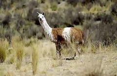 Llama en el Cañón de Tinajani