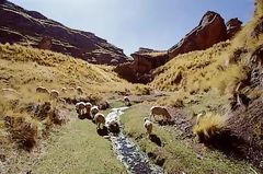 Ovejas pastando en el Cañón del Tinajani