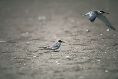 Gaviotines peruanos, Paracas