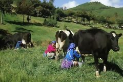 Granja Porcn, Cajamarca