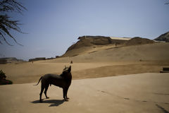 Perro peruano