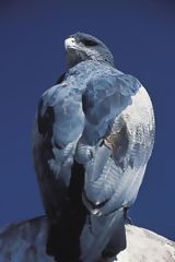 Águila