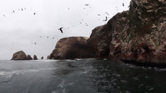 Islas Ballestas, Paracas