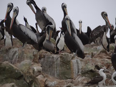 Islas Ballestas, Paracas