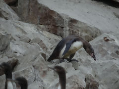 Islas Ballestas, Paracas