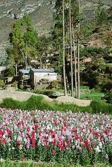 Cultivo de Alhelíes