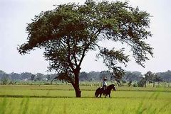 Campiña de Lambayeque