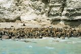 Comunidad de lobos marinos en Paracas